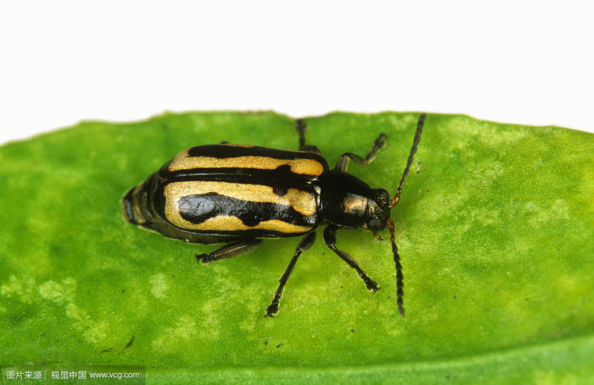 Solutions to resistant flea beetle